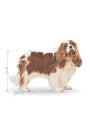 Royal Canin Cavalier King Charles Adult 7.5kg